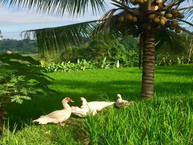 Bisma Cottages Ubud Екстериор снимка